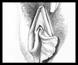 Betty Dodson y sus ilustraciones de vulvas